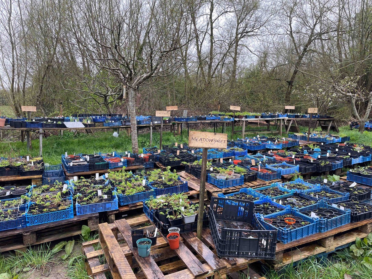 Eynsham's Wildflower Meadows: potting on and planting out!